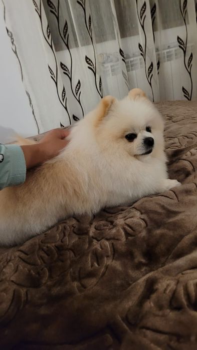 Pomeranian băiețel pufos
