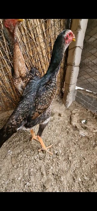 Шамо таза линиядан