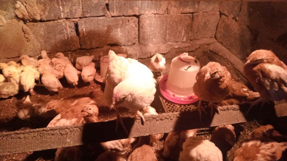 Продам цыплят курицы