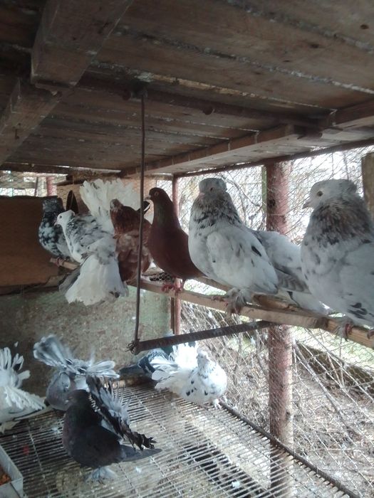 Porumbei voltat indian