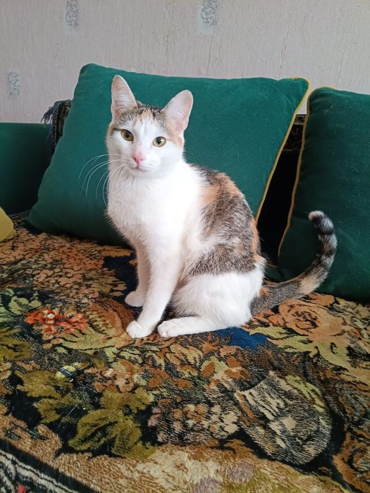 Отдам в добрые руки стерилизованную кошечку