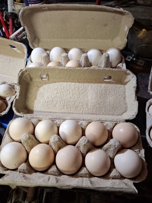 Oua si pui de susex si italieni