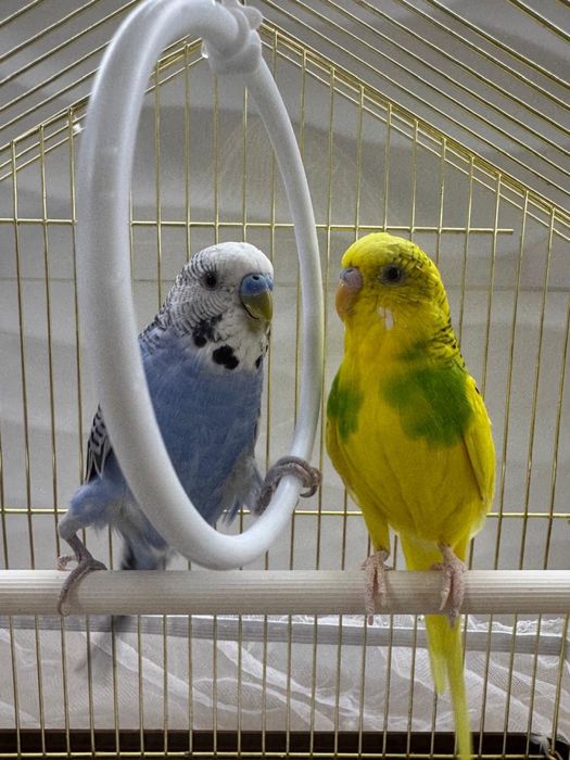 Попугай волныстые, продам