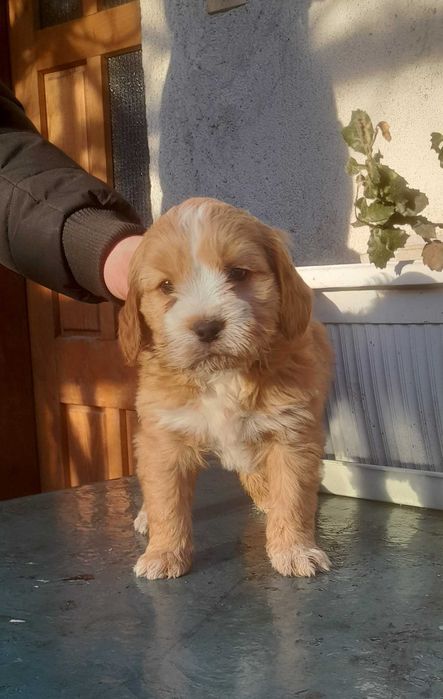 Кокер х Лагото - кученца