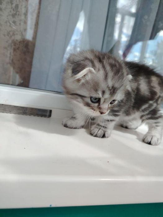 Шотландский котенок
