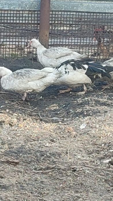 Продам индоуток. Остались белые