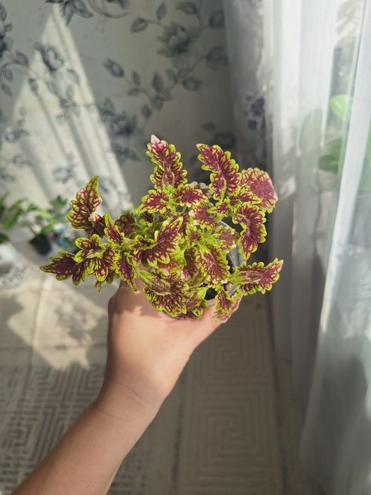 Аптения, пеперомия,Фикус,сингониум,