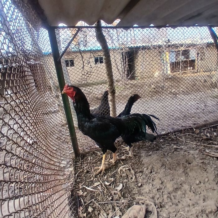 Dakan xo'roz sotiladi. 2 yillik.