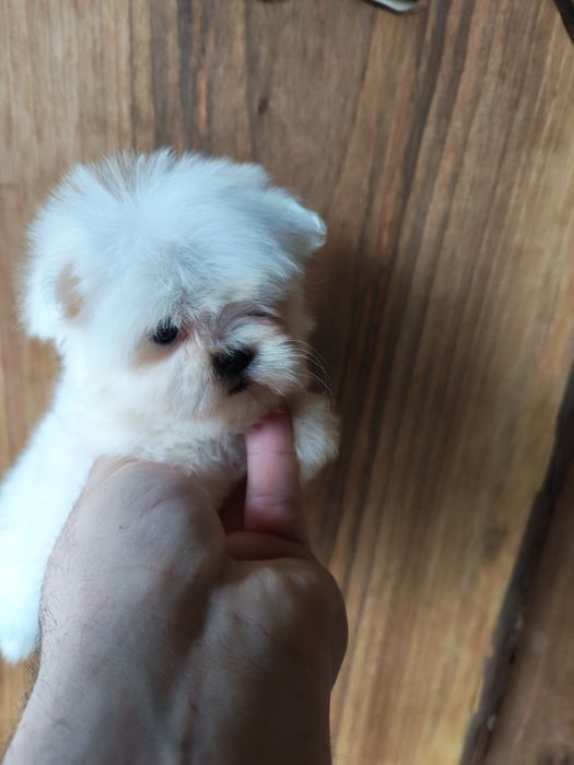 Bichon maltez talie mică