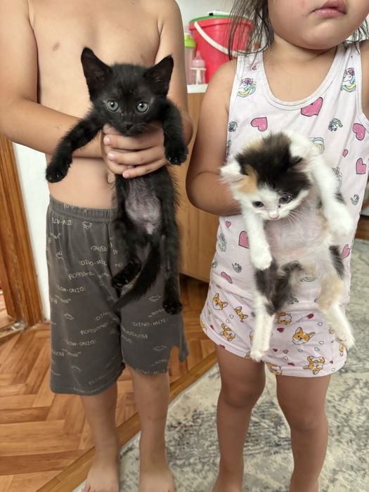 Кошки в добрые руки Две девчоки