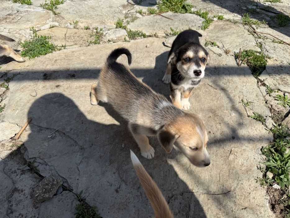 Подарявам кученца ( микс Сибирско хъски и български Барак)