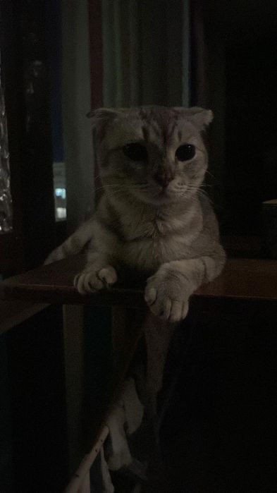 Отдам кота в добрые руки