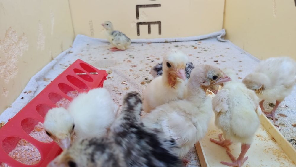 Продам индюшат из под индюшки