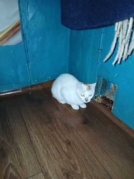 Дарю молодую кошечку