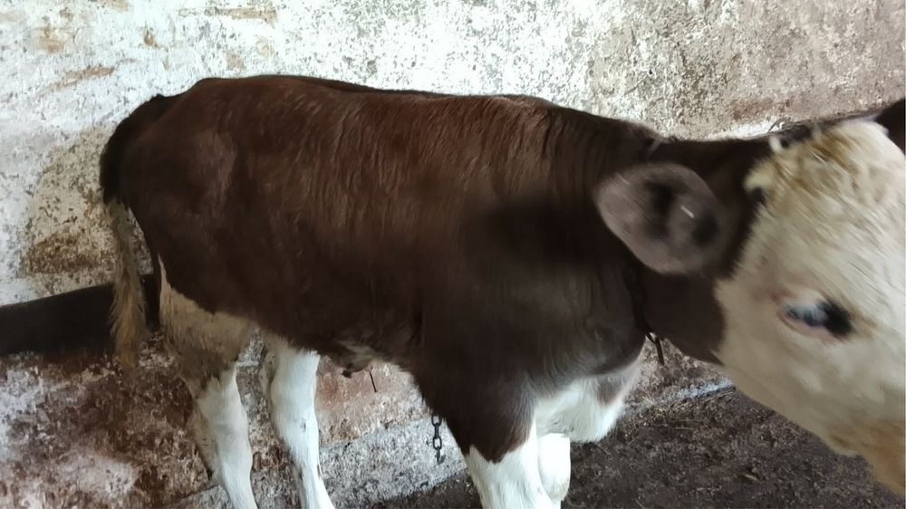 Vaca cu vitea de vanzare