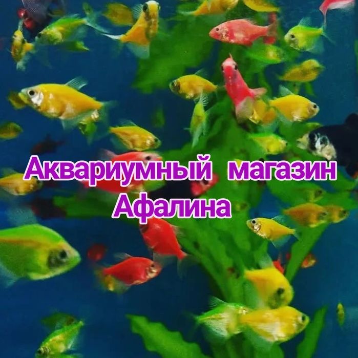 Рыбки в Афалине.(выше Шахристана)