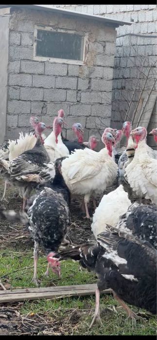 Эркее куркала сотилади.