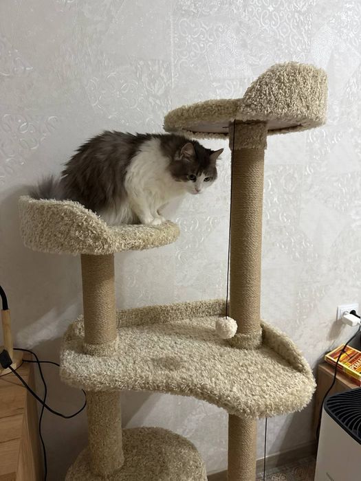 Домик для кошек. Когтеточка. Много ассортимента когтеточки