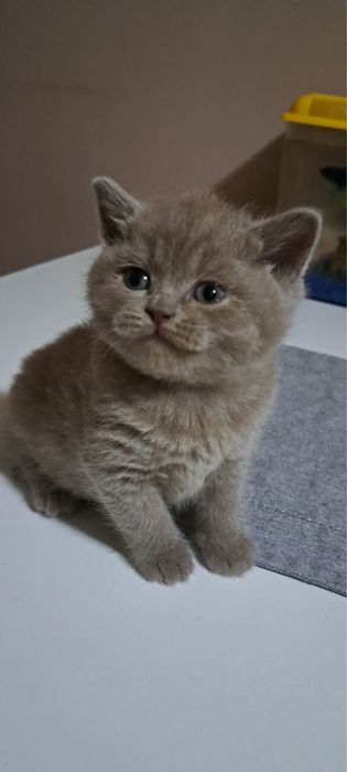 British Shorthair Lilac