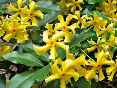 Жасмин вечно зелен
Налични 4 вида