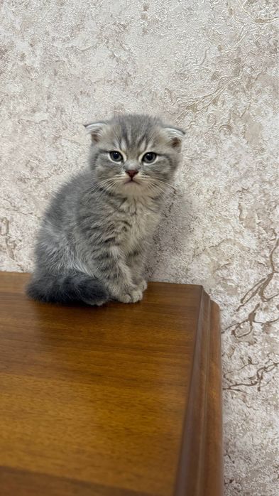 Котенок Scotish Fold