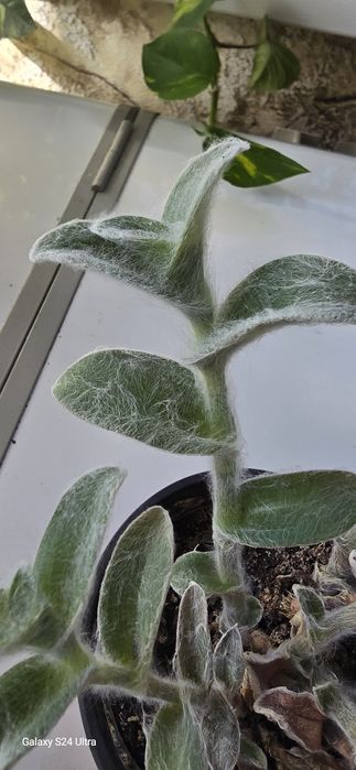 Продам комнатные цветы.