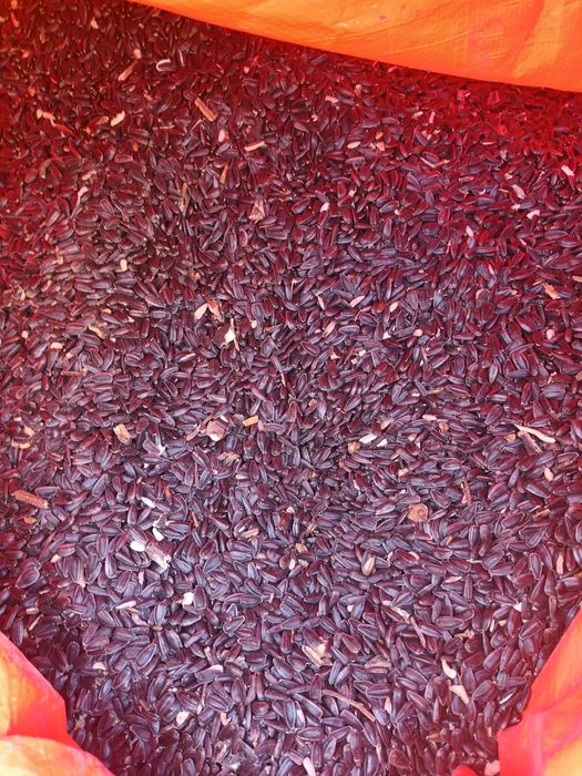 Vând floare și porumb