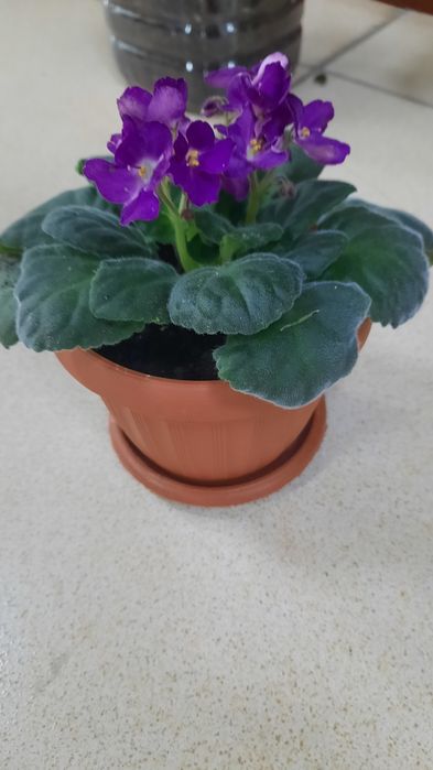 Продам  фиалку сорт пани Валевска