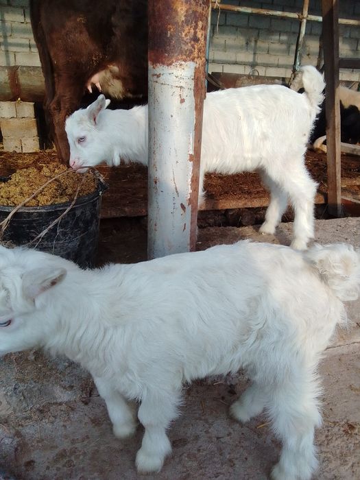 Ассалому алайкум, эчки ечки сотилади