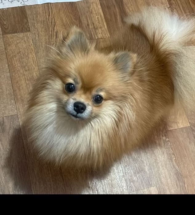 Вязка  померанский шпиц