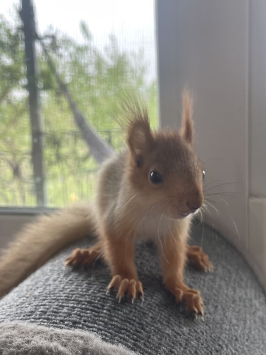 Бельчата ручные домашние