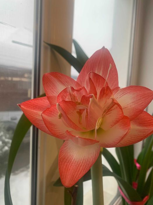 Гиппеаструм, Герань, Оксалис, Хлорофитум