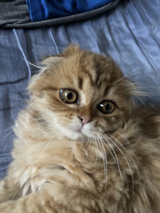 Отдам котенка в надежные руки