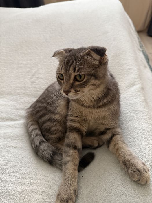 Шотландская вислоухая