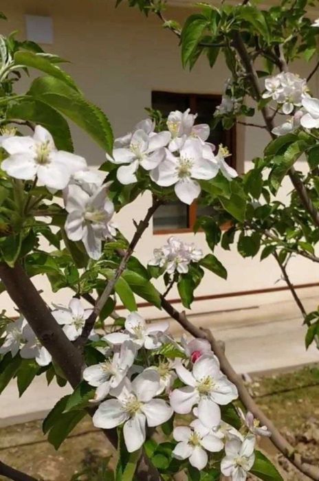 4 ком Юнсабоде аренда дома срочно