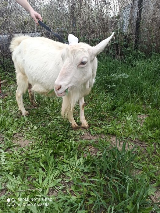 Продам козу зааненку