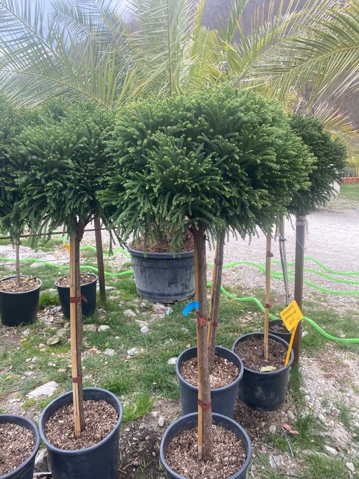 Plante Ornamentale pentru Case si Vile