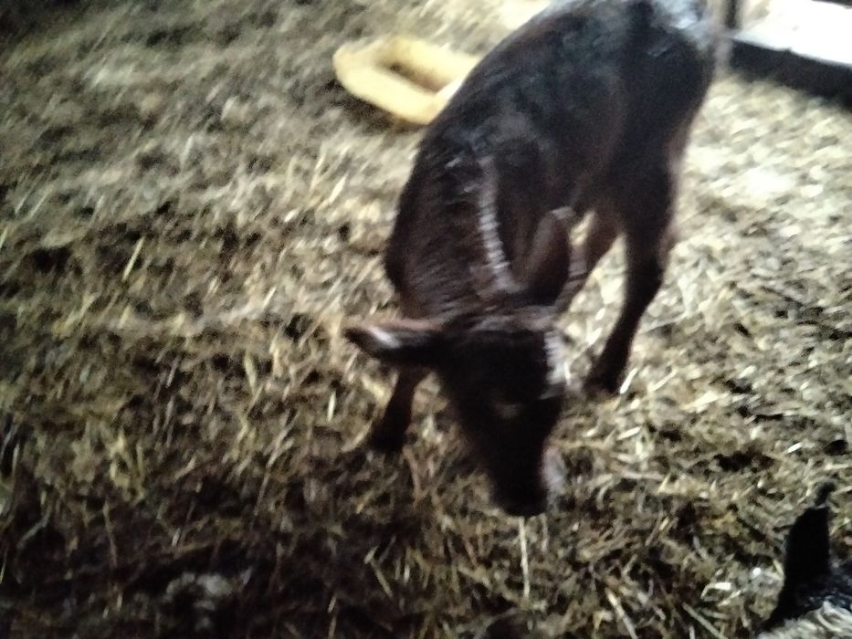 Продам телёнка недельный