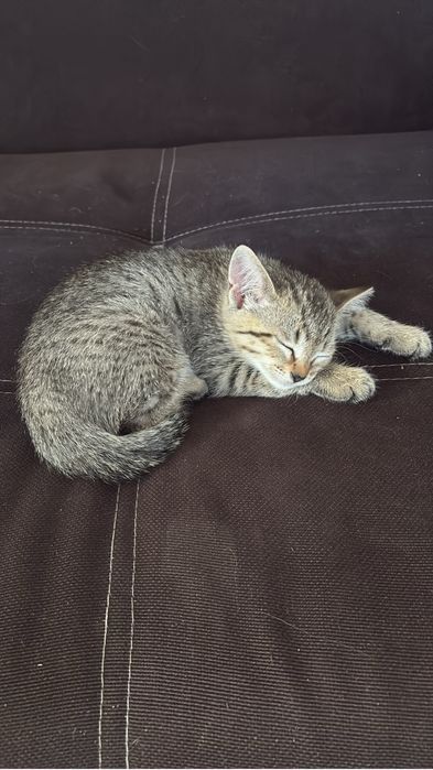 Котенок в добрые руки