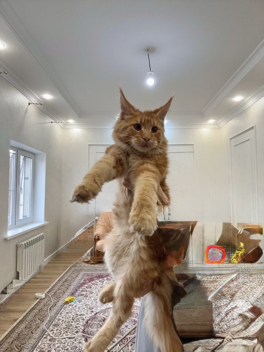 Котенок Мейн-кун