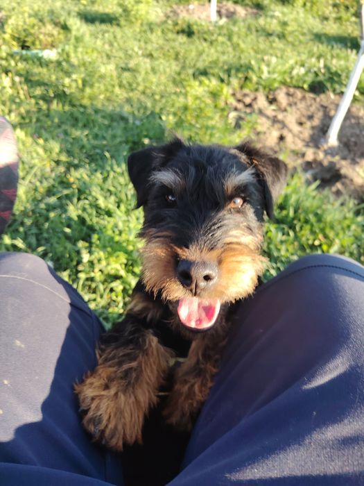 Jagd terrier de vânzare