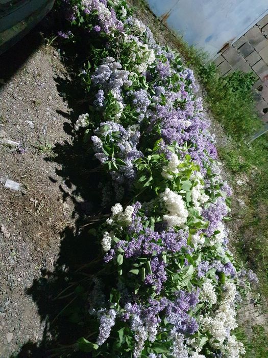 Сирени оптом сирень