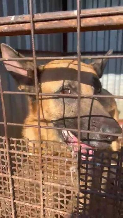 Баксу нужен дом!