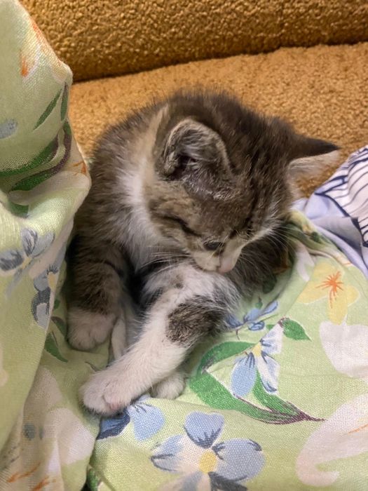 Отдам котёнка в добрые руки