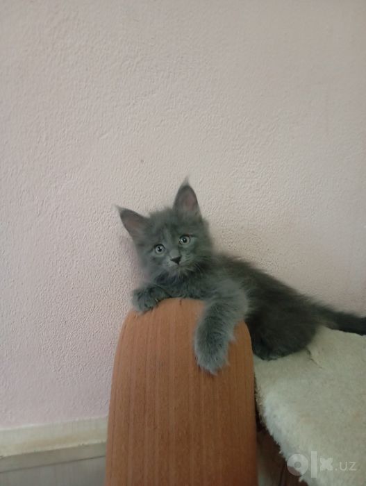 Продаются котята Мейнкун.
