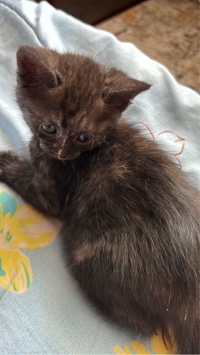 отдаем кошечку в добрые руки