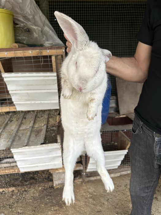 Продаются Кролики