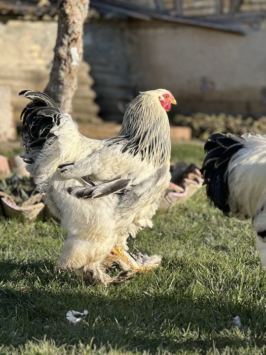 млади петли ( Колумбийска брама ) 3 броя