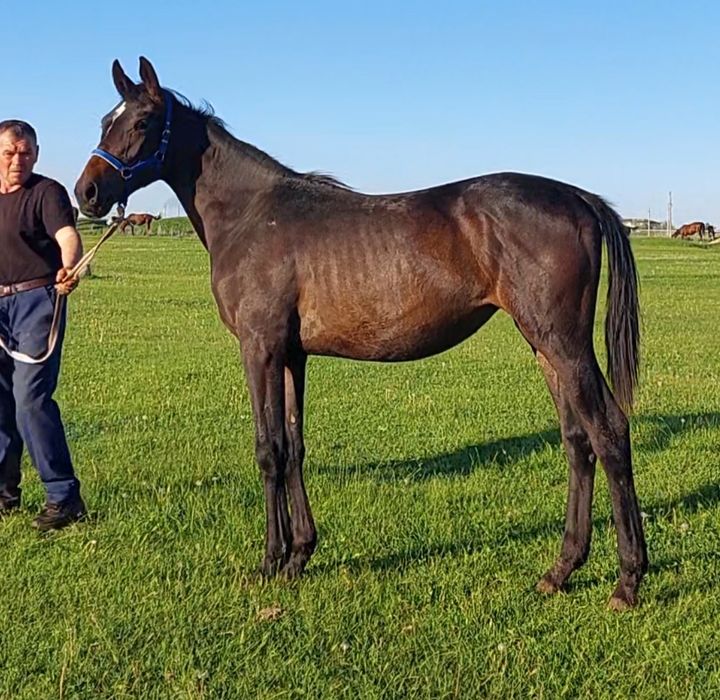 Ағылшын тай Ат Жылқы Лошадь Конь