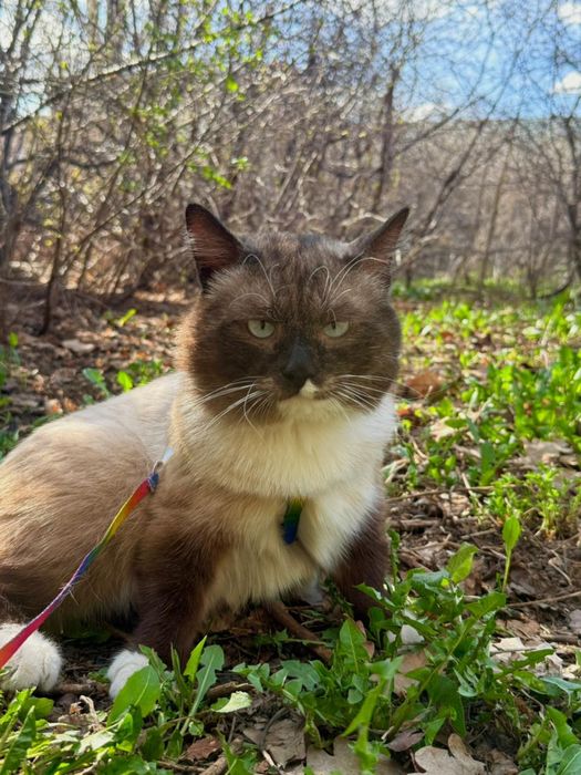 Сиамский кот мальчик